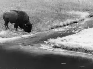 Charging the Storm: What a Yellowstone Bison Herd Taught Me on the Eve of 9/11's 25th Anniversary