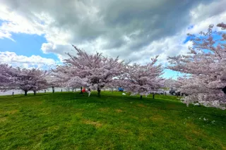 Best Cherry Blossom Spots in Richmond, BC (2026 Guide)