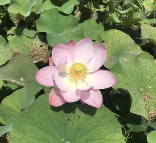 The Art of Becoming the Loving Witness: A Path Back to Yourself