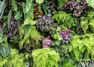 Landscaping Trends for 2026 and Vertical Gardens in Edmonton