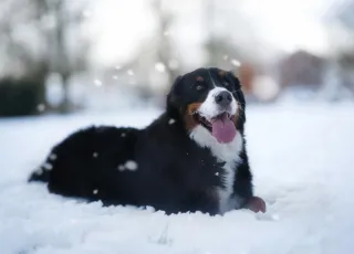 Edmonton Spring Thaw Tips for Dog Owners: Protecting Your Dog and Your Floors