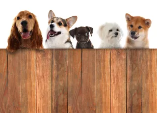 Dog Fencing in Edmonton: Bylaws, Styles & Safety Tips