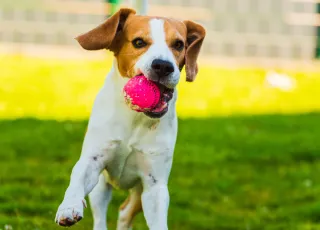 Yard Wars: How Dogs Are Driving Pet-Friendly Real Estate in Edmonton