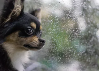 Managing pet panic During Edmonton’s Unpredictable Summer Storms