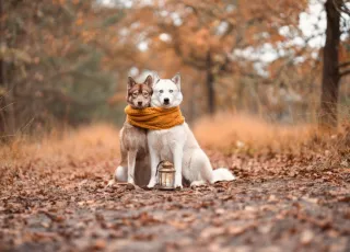 Fall Pet Safety Edmonton: Prepping Your Home & Dog for Autumn