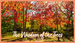The Wisdom of the Trees