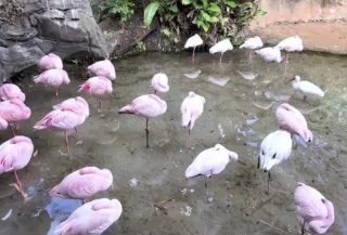 Animal Kingdom 2026 Updates: The Ultimate Guide to New Closures, Bluey, and Tropical Americas