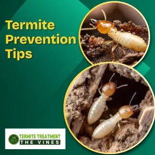 Termite Prevention Tips That Really Work