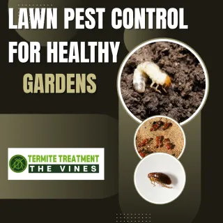 Lawn Pest Control to Protect Your Garden and Outdoor Areas