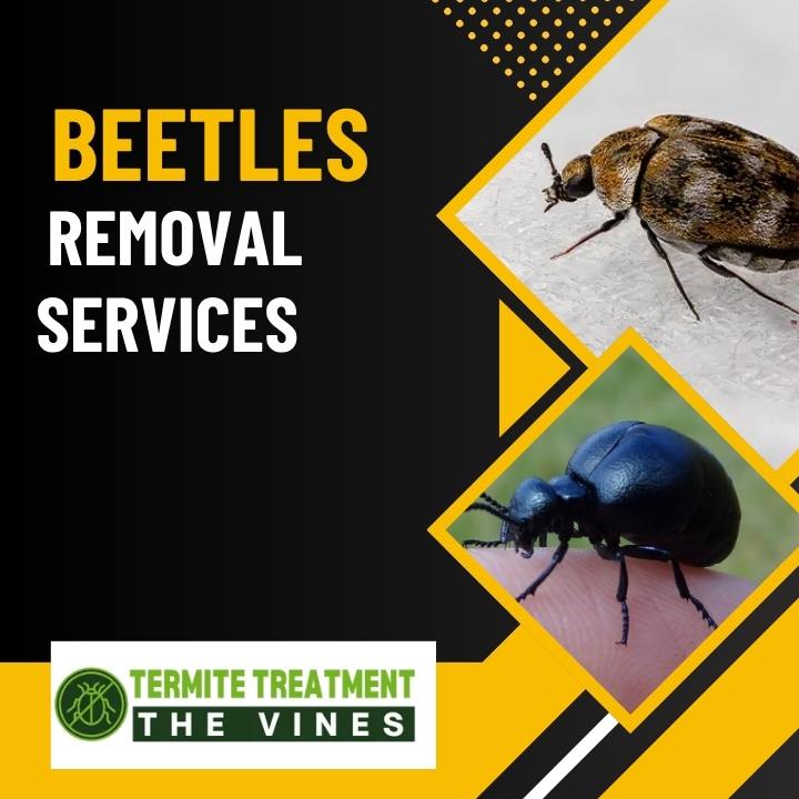Beetles Removal Services for Wooden Surface Protection