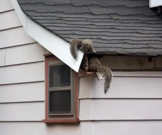 Keep the Critters Out: Why a Strong Roof Matters