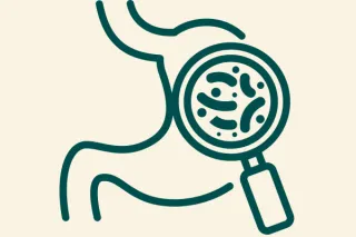 The Estrobolome, Explained: How Your Gut Bacteria Control Estrogen Recirculation