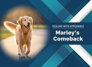 Marley’s Comeback: How Shockwave Therapy Helps Senior Dogs Move Better (and Feel Like Themselves Again)