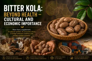 Bitter Kola: Beyond Health – Cultural and Economic Importance