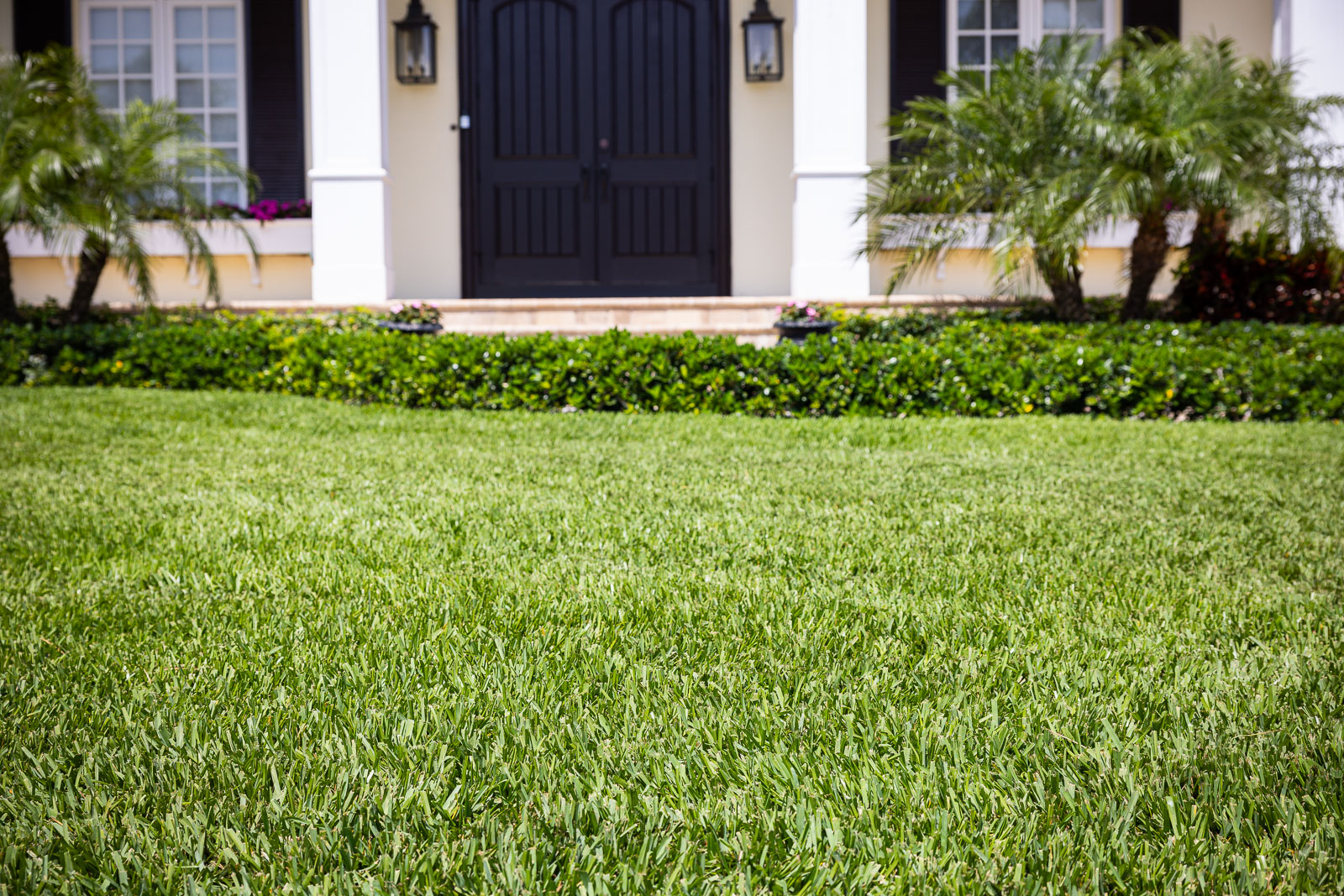 Deltona Homeowner's Lawn Care Calendar | Cohen Lawn