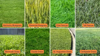 Best Grass Types for Deltona, FL Lawns | Cohen Lawn