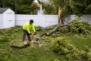 How Does Limited Backyard Access Affect Tree Removal?