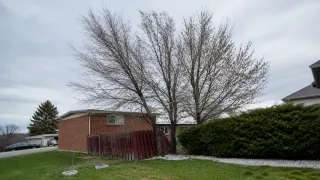 When Should Dead Branches Be Removed From Trees?