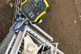 Precision Sheep Management