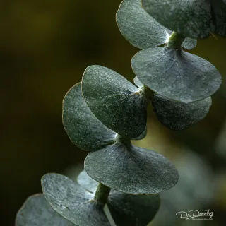 The Energy of Leadership is Biological