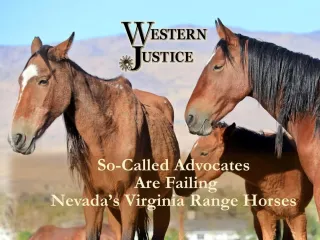 So-Called Wild Horse Advocates Are Failing Nevada’s Virginia Range Horses