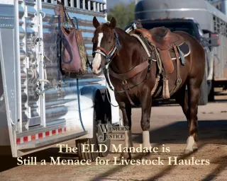 The ELD Mandate Is Still Menacing for Livestock Haulers