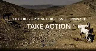 It’s Time to Follow the Law: Restore Balance on America’s Public Lands