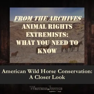 American Wild Horse Conservation: A Closer Look