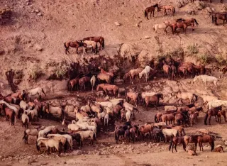 Wild Horses in Crisis: Loved To Death