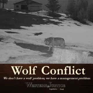 Wolf Conflict: It's A Management Problem