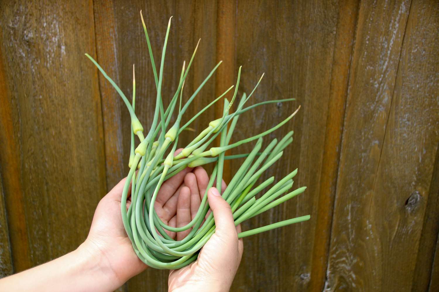 Three Steps to Garlic Success in the Garden