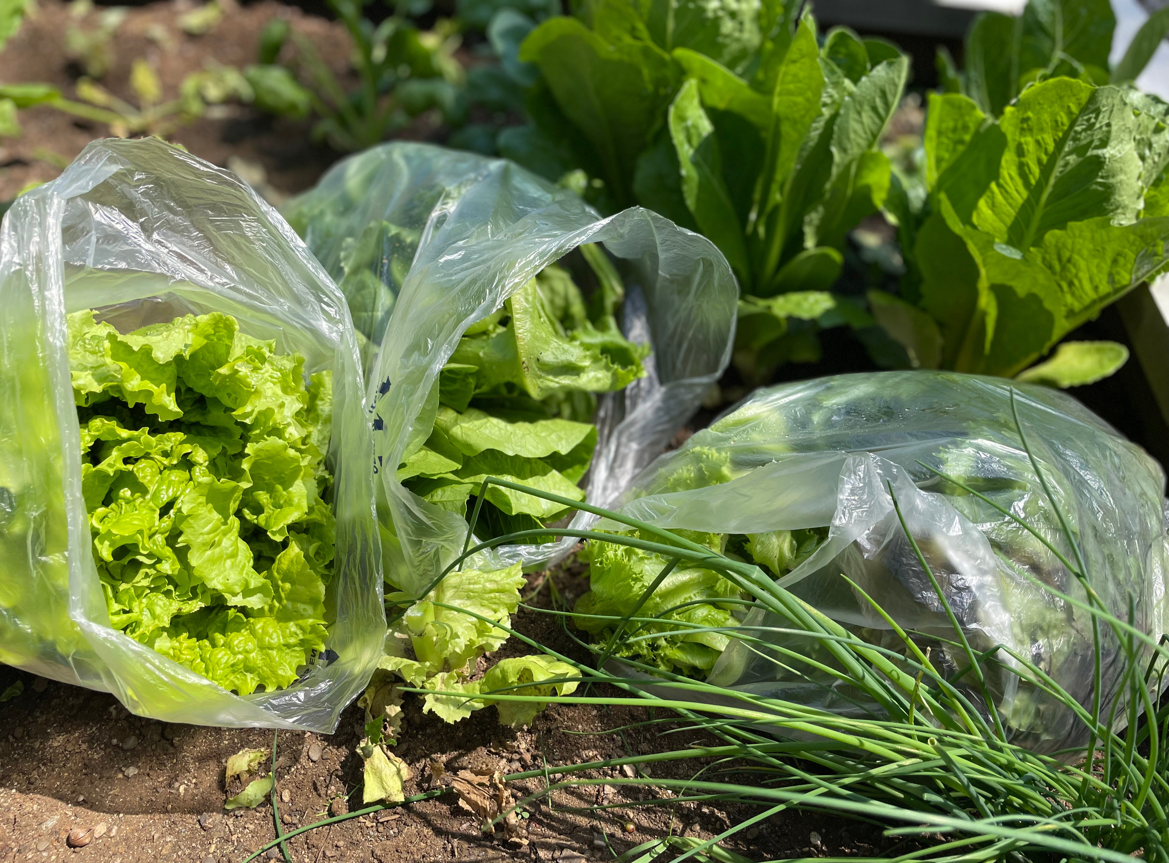 How to Build a Thriving CSA From the Ground Up