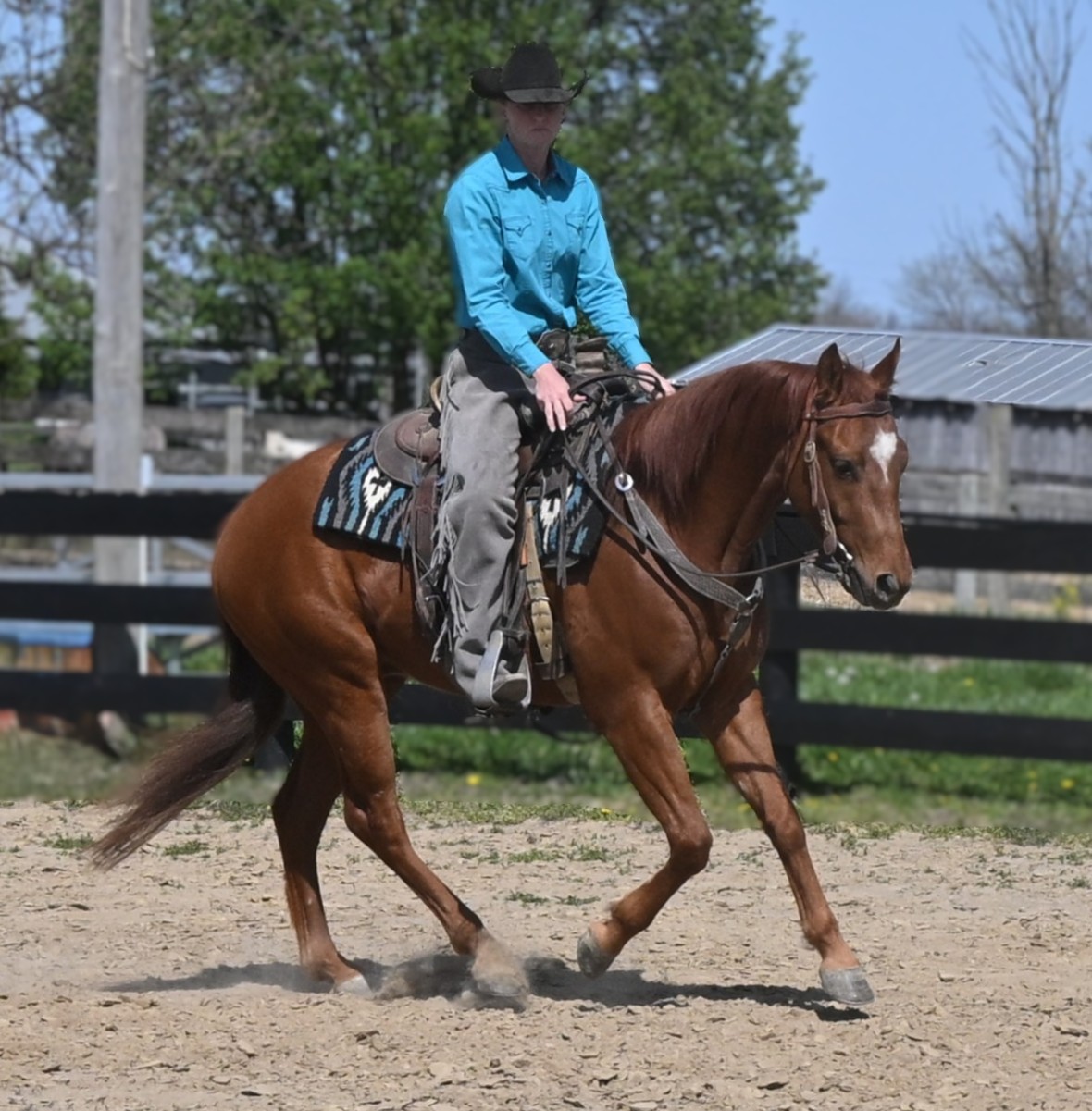 7 Questions to Ask Before You Send Your Horse to a Trainer