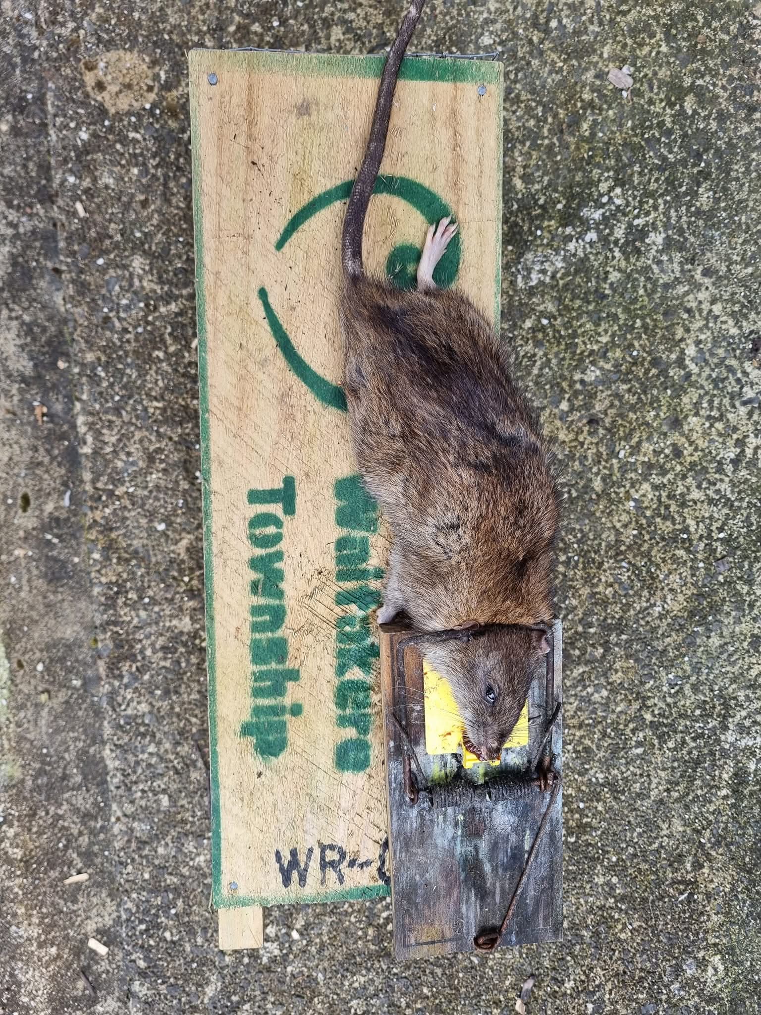 June Update - Why rat numbers increase?