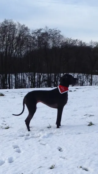 Sterbende Tiere, was sie uns lehren bevor sie gehen