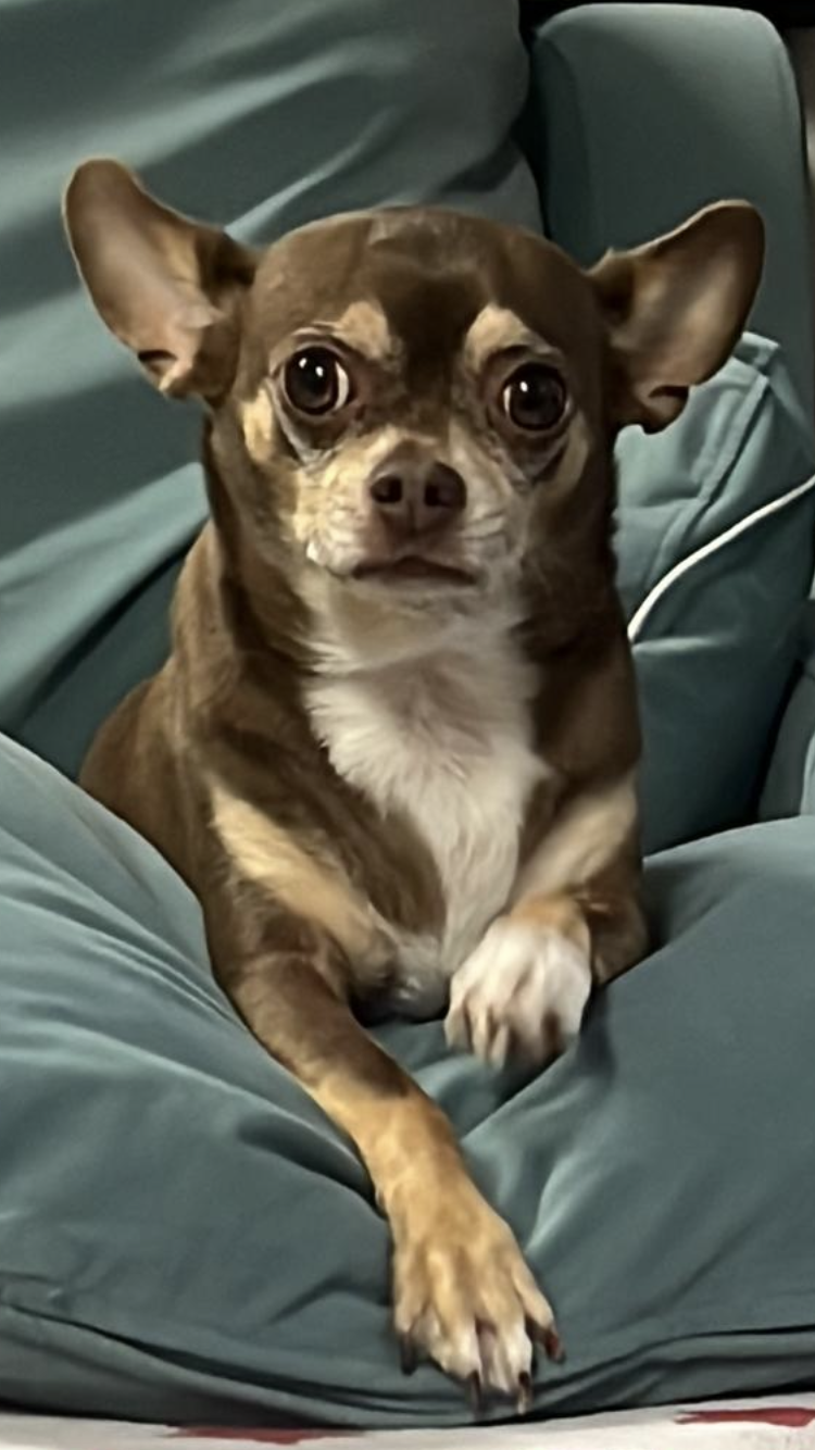 Toulouse — Wie Tierkommunikation und Ernährung einem kranken Chihuahua das Leben retteten