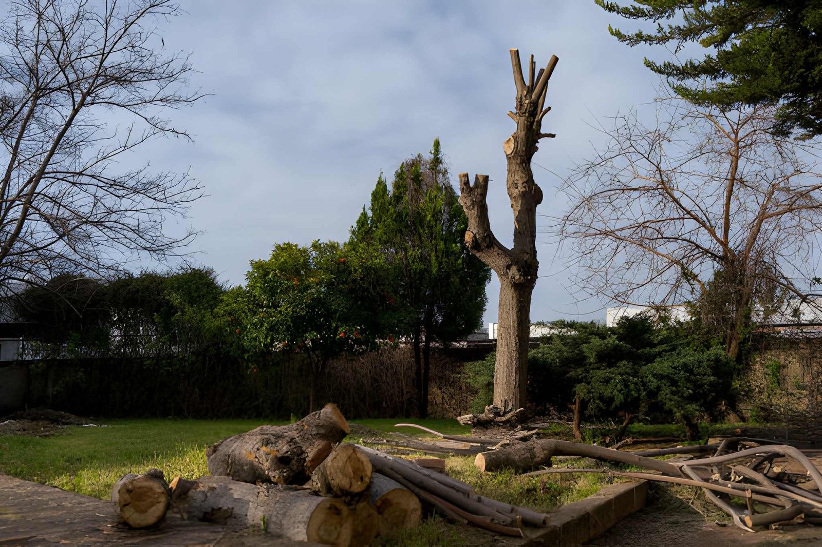 When Is the Best Time for Tree Pruning in Hillsboro, OR?