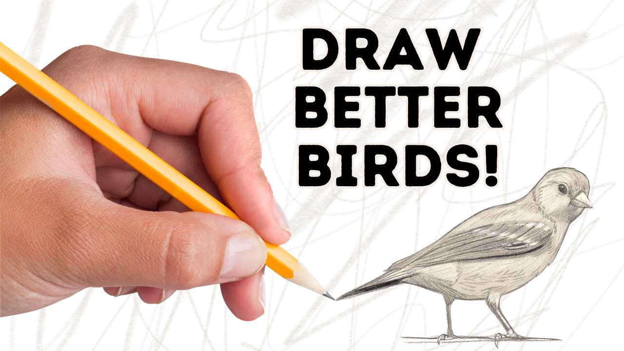 Draw Better Birds