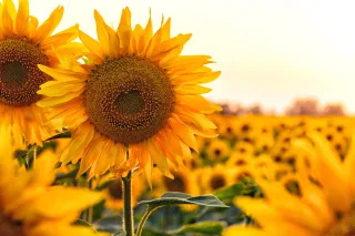 Come Back to Center—Late Summer Wellness: Supporting Digestion, Energy & Calm with Chinese Medicine