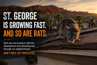 Why Roof Rat Infestations Are Surging in St. George Neighborhoods
