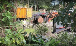 Expert Tree Stump Removal Service for a Neat Landscape