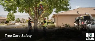 Tree Care Safety: Tree Care and Removal Services in Bakersfield, CA