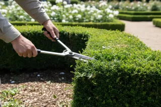 Top-Rated Canberra Lawn Maintenance Providers: A Homeowner’s Guide