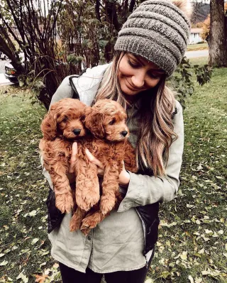 Why Goldendoodles have become America's favorite dogs!