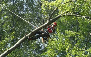 Professional Tree Service: Elevating Landscape Health & Safety