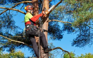 What Is an Arborist? Discover Tree Care Experts