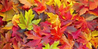Fall Challenge Results and What’s Next In Programming