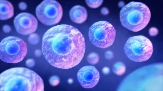 What Are Stem Cells?