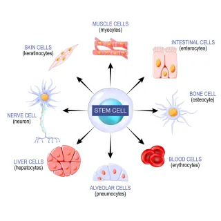 What Are Stem Cells?