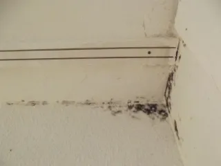 The Role of Humidity in Mold Growth: What You Need to Know